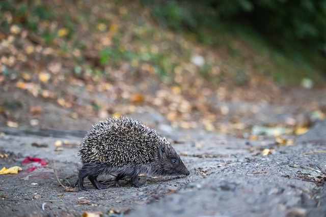 入可能使低 入可能使低